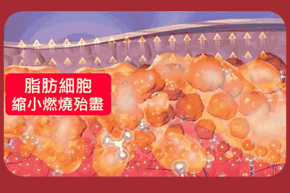 脂肪細胞縮小燃燒